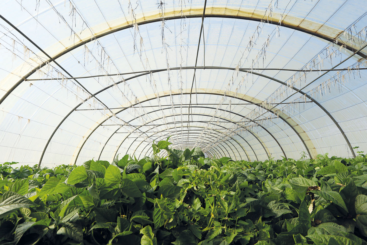 alallaf_high_quality_primary_materials_parts_agriculture_jordan_polyethylene_pellets_plastic_5